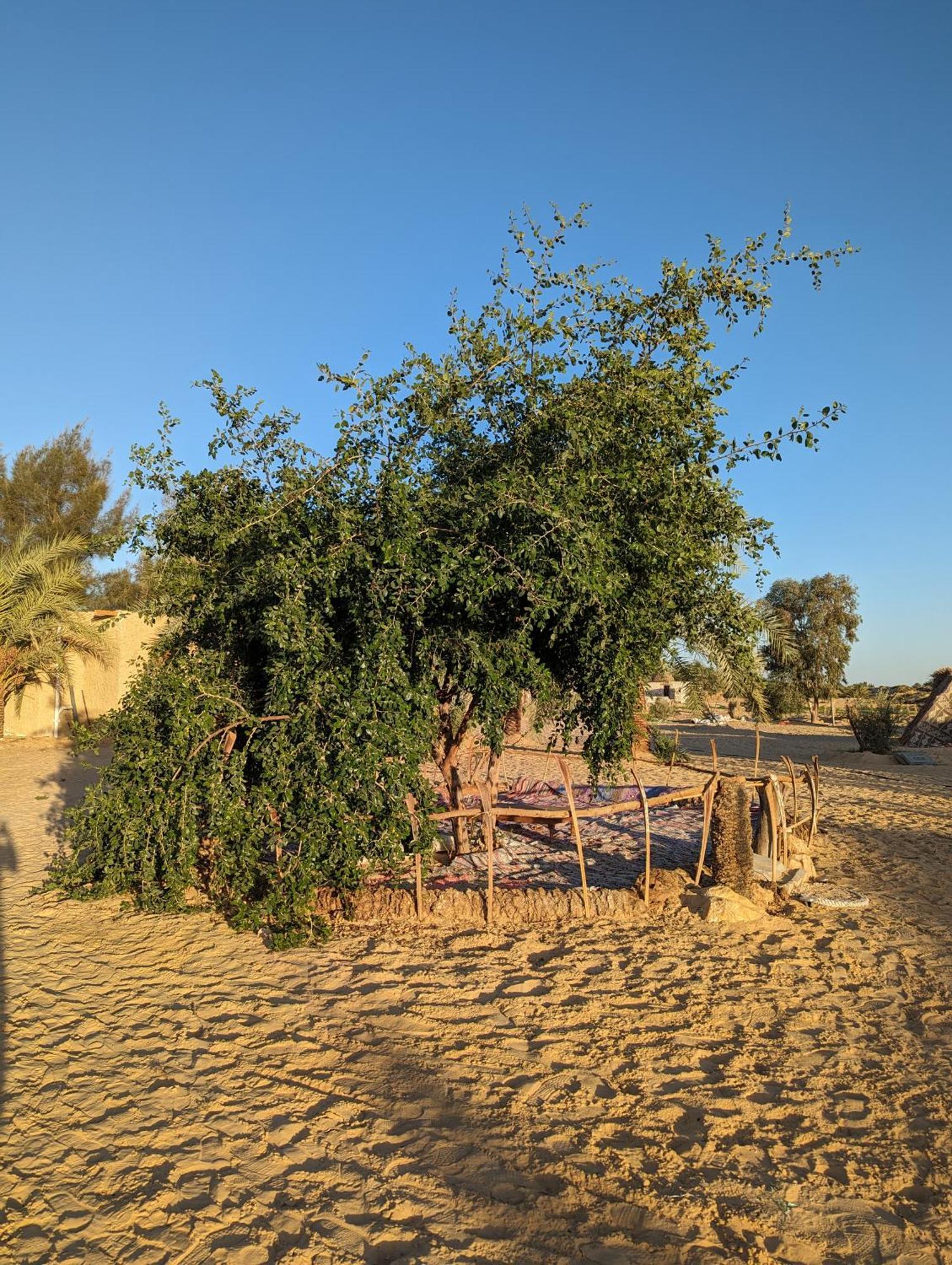 Siwa Oasis Cafour House Siwa - Hot Spring酒店 外观 照片